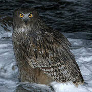 Blakiston's Fish Owl