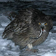 Blakiston's Fish Owl