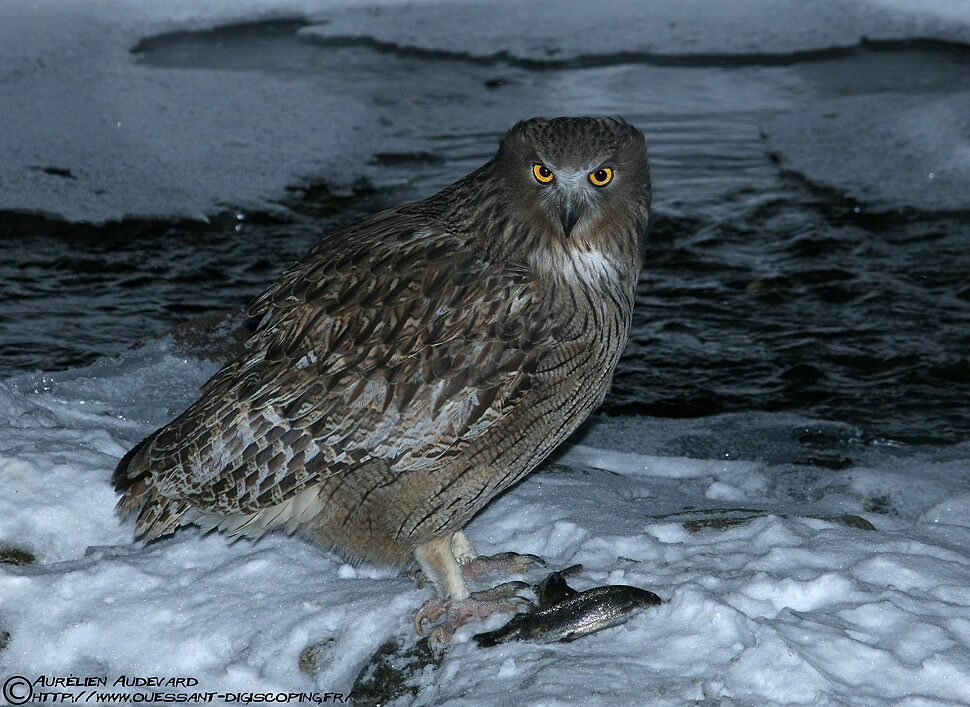 Blakiston's Fish Owl