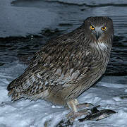 Blakiston's Fish Owl