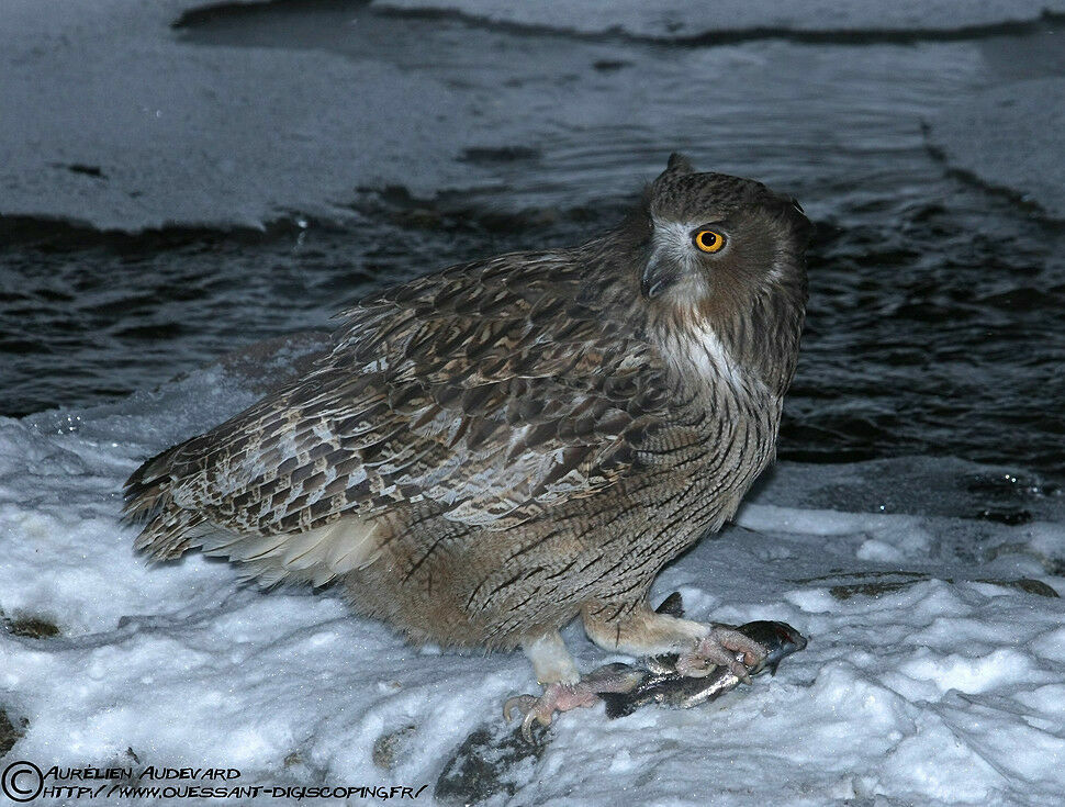 Blakiston's Fish Owladult post breeding