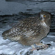 Blakiston's Fish Owl