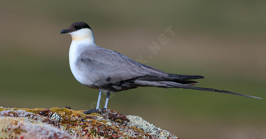 Long-tailed Jaegeradult breeding, identification