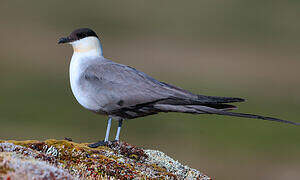 Long-tailed Jaeger