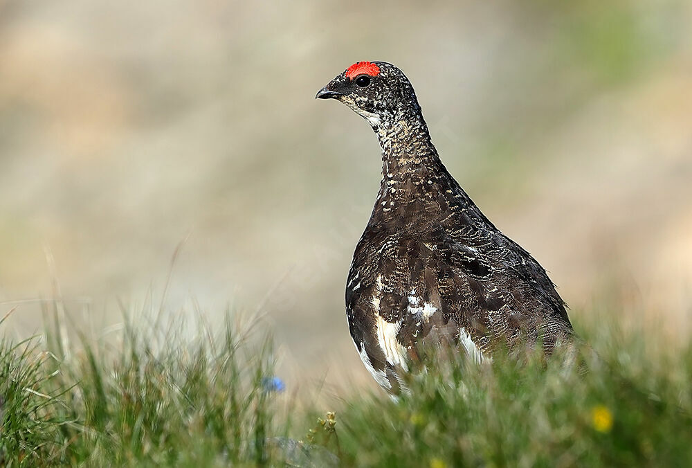 Rock Ptarmigan male adult breeding, identification, aspect