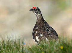 Rock Ptarmigan