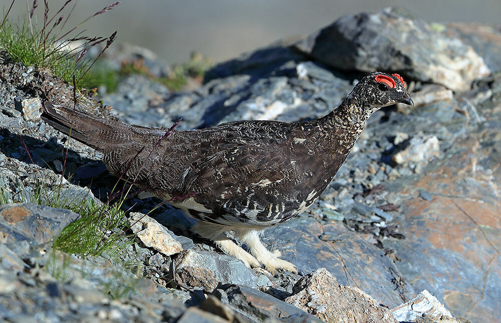 Lagopède alpin mâle adulte nuptial, identification