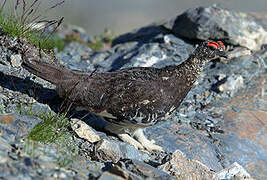 Rock Ptarmigan