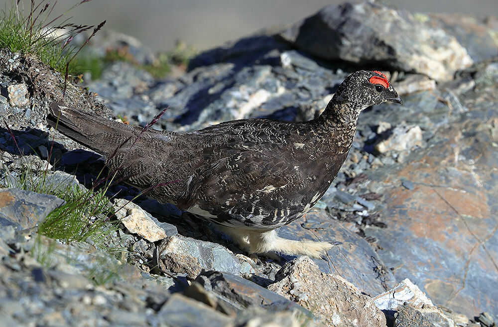 Rock Ptarmigan