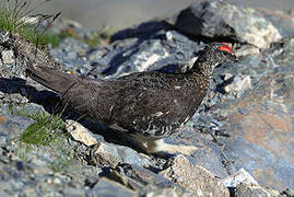 Rock Ptarmigan