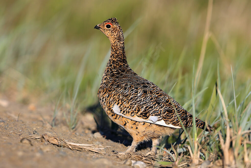 Willow Ptarmigan