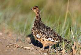 Willow Ptarmigan