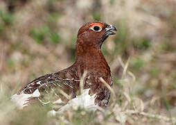 Willow Ptarmigan