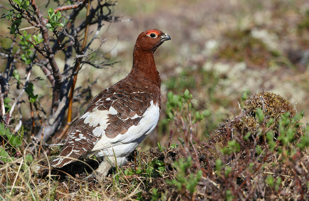 Willow Ptarmigan