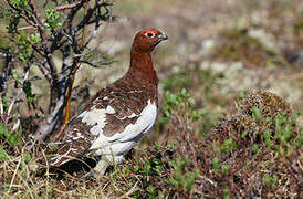 Willow Ptarmigan