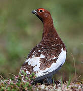 Willow Ptarmigan