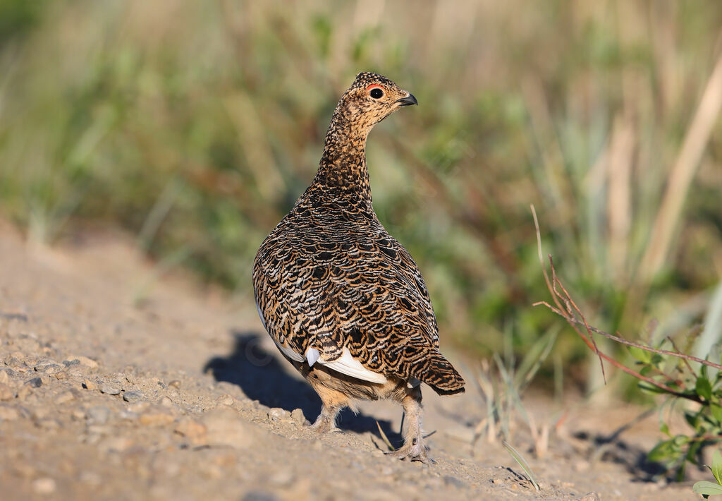 Lagopède des saules