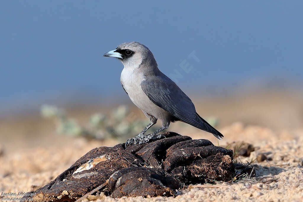 Black-faced Woodswallowadult, identification