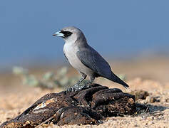 Black-faced Woodswallow