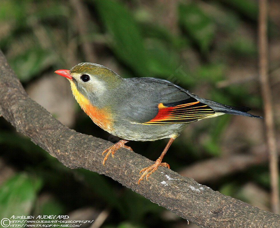 Red-billed Leiothrix