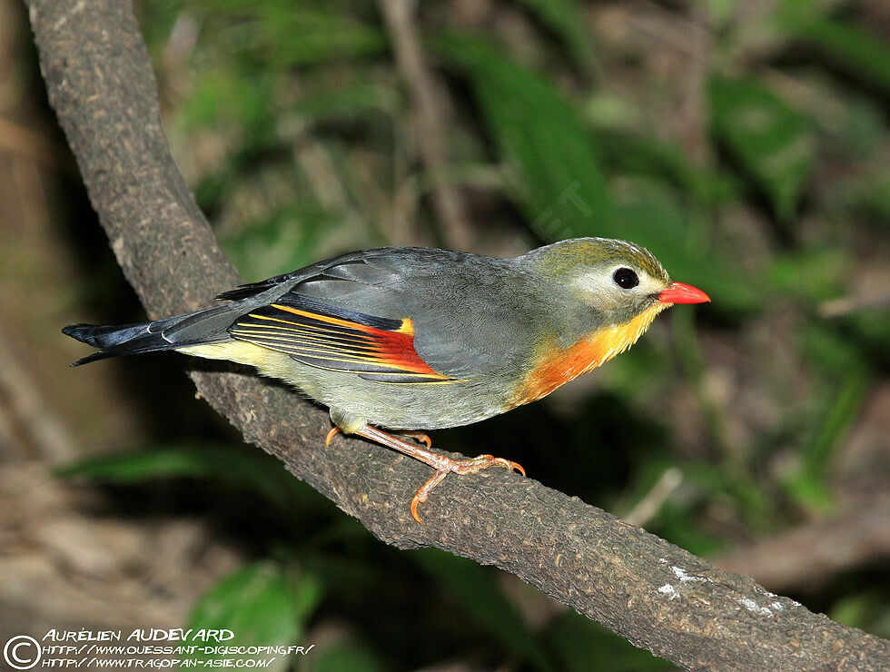 Red-billed Leiothrix