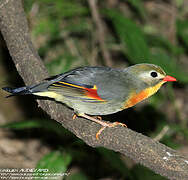 Red-billed Leiothrix