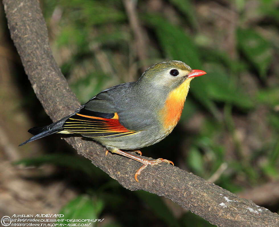 Red-billed Leiothrixadult breeding, identification