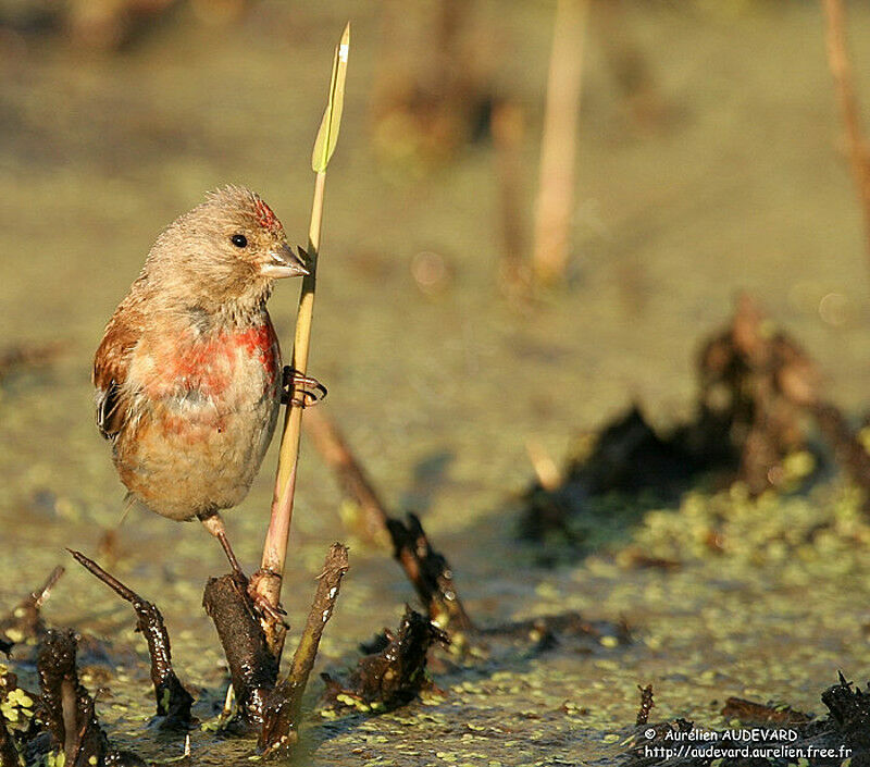 Linotte mélodieuse