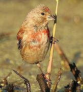 Common Linnet