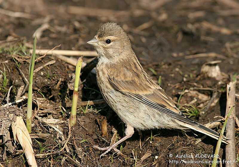 Linotte mélodieuse