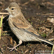 Common Linnet