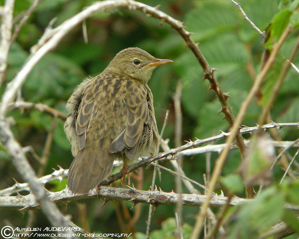 Locustelle tachetéeimmature