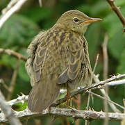 Common Grasshopper Warbler