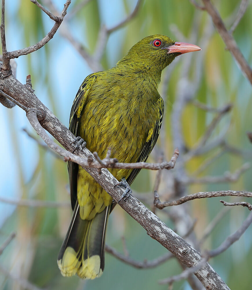 Green Oriole male, identification