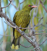 Green Oriole