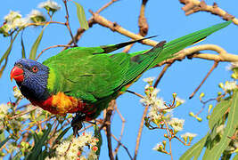 Rainbow Lorikeet