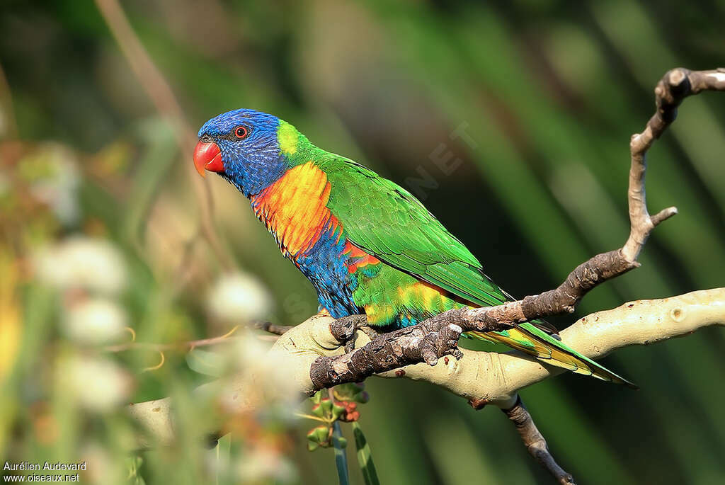 Rainbow Lorikeetadult breeding