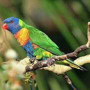 Rainbow Lorikeet