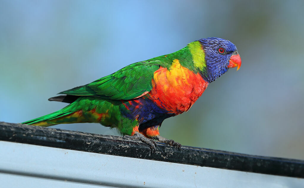 Rainbow Lorikeet, identification