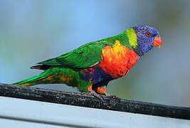 Rainbow Lorikeet