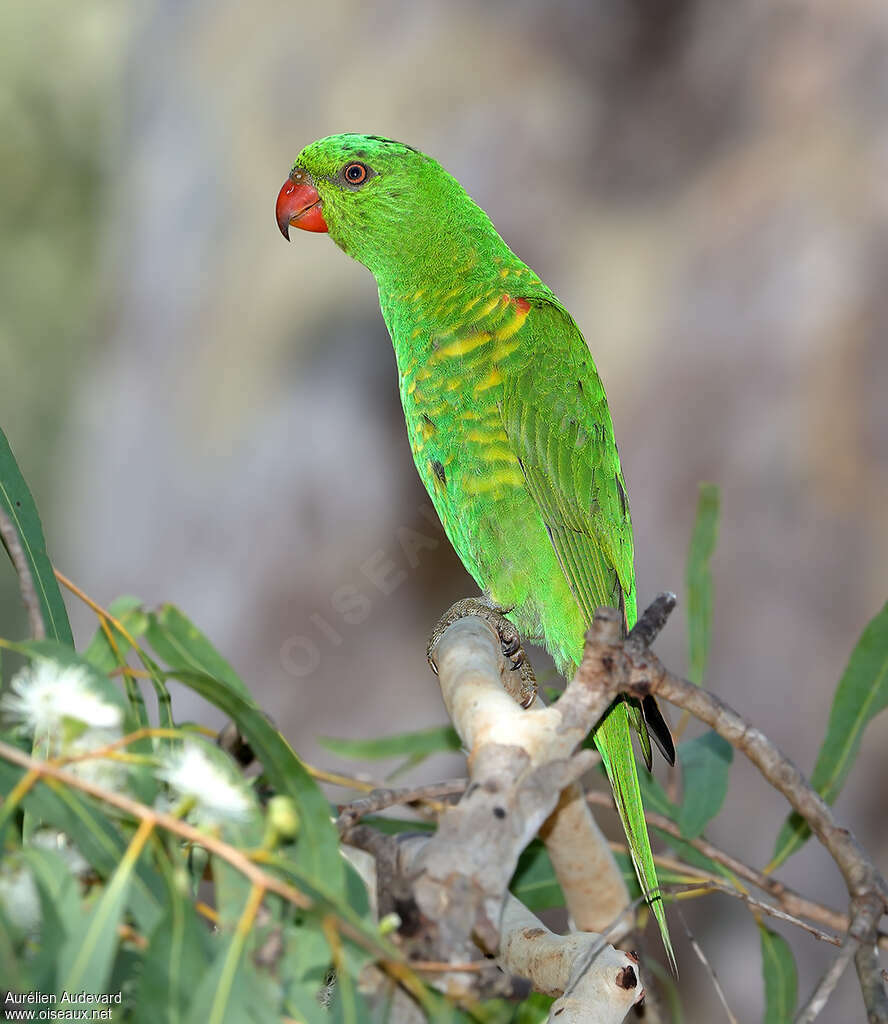 Loriquet vertadulte, identification