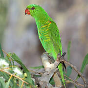 Scaly-breasted Lorikeet