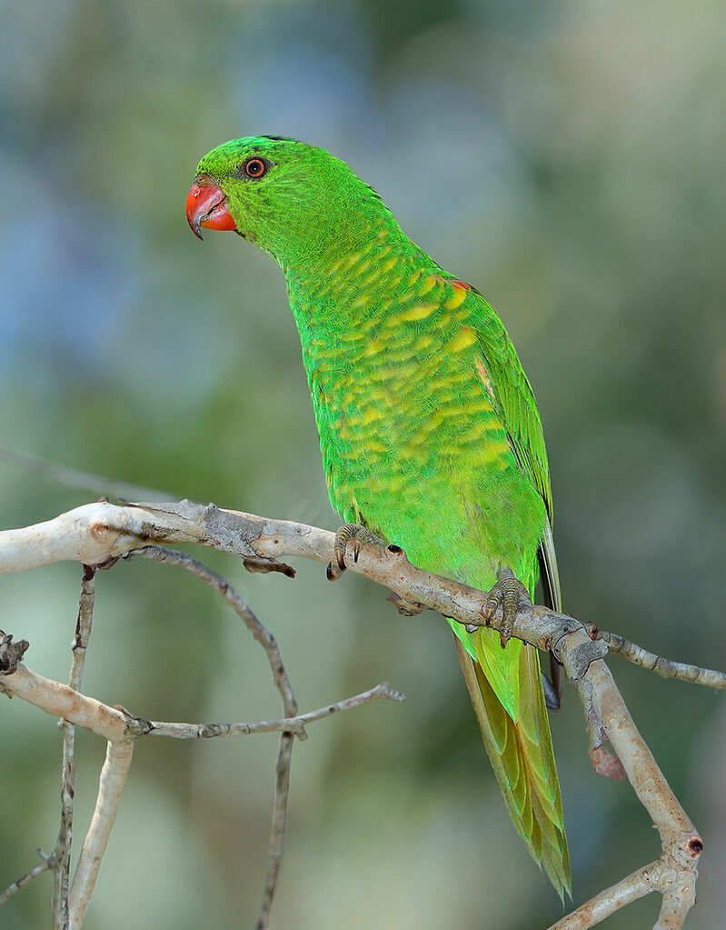 Scaly-breasted Lorikeet, identification