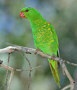 Scaly-breasted Lorikeet