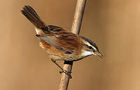 Lusciniole à moustaches