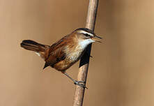 Lusciniole à moustaches