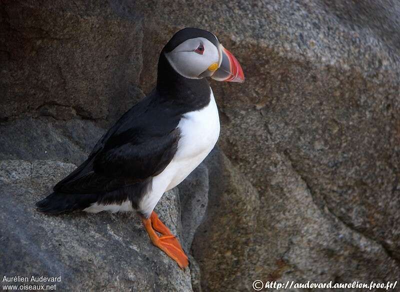 Atlantic Puffinadult breeding, identification