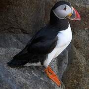 Atlantic Puffin