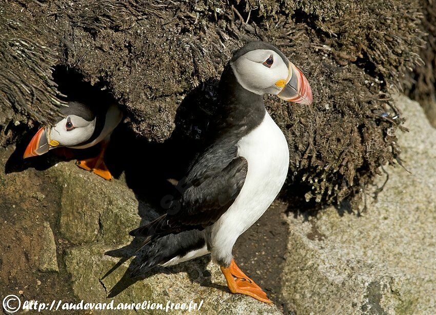 Atlantic Puffin