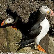 Atlantic Puffin